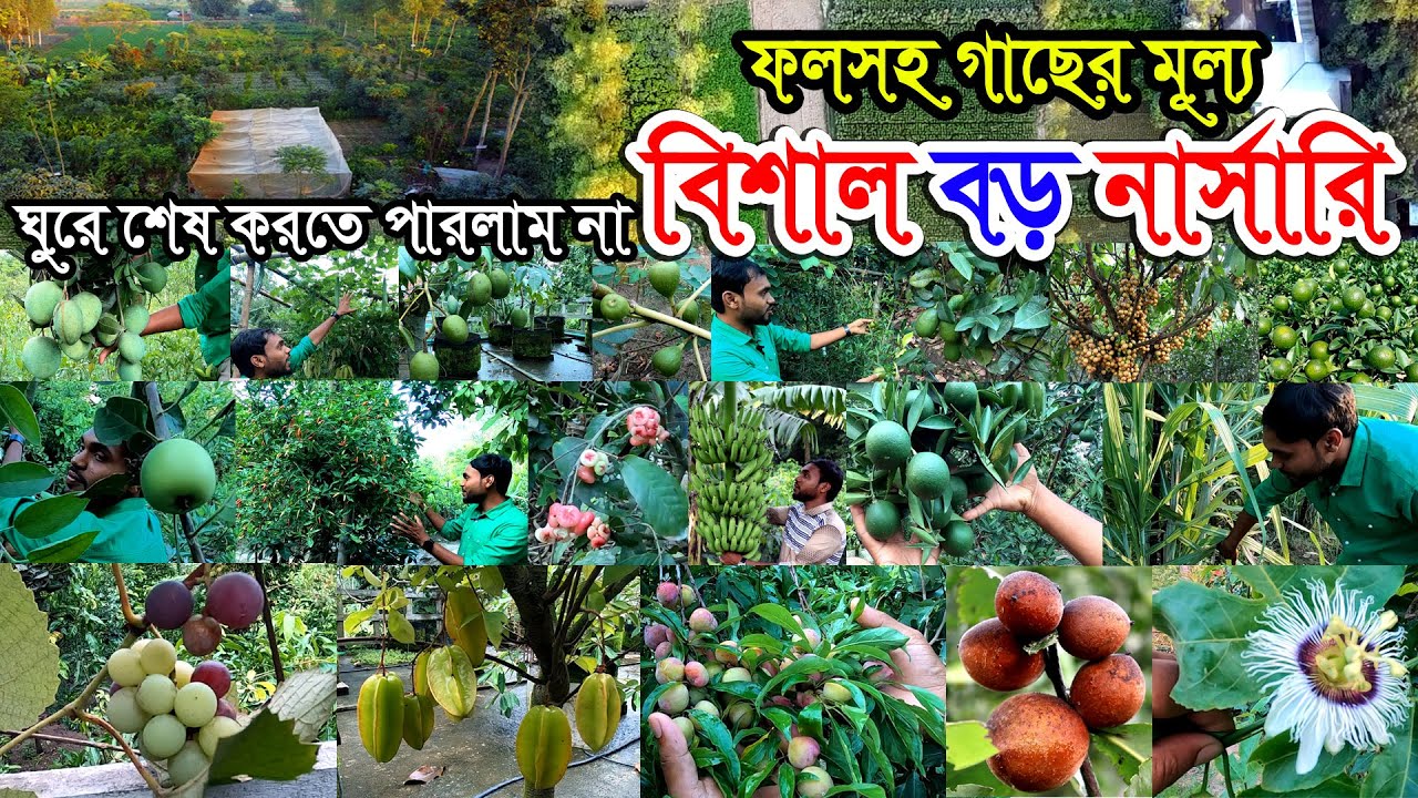 সবচেয়ে বড় নার্সারি ১২ লক্ষ গাছ | ছোট্ট ছোট্ট গাছে থোকা থোকা ফল ঝুলছে নার্সারিতে | বিদেশি ফলসহ গাছ