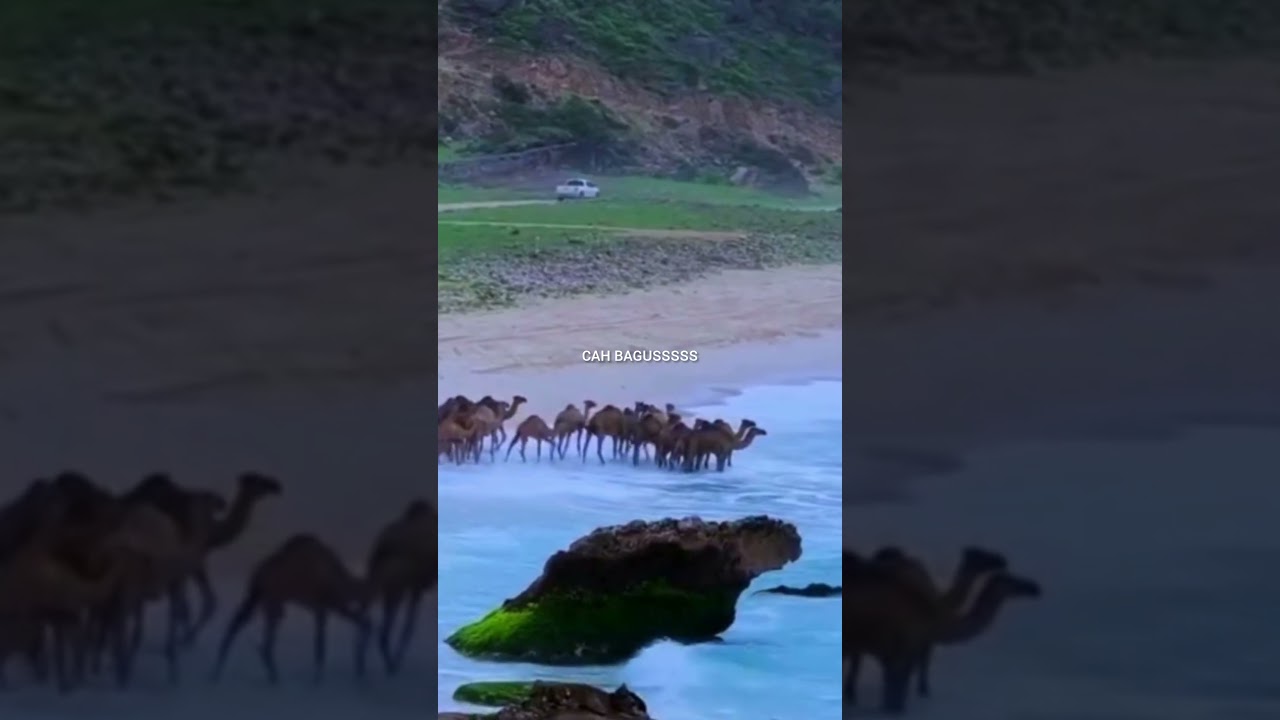The Amazing Kharai Camel: A Swimmer of the Coast