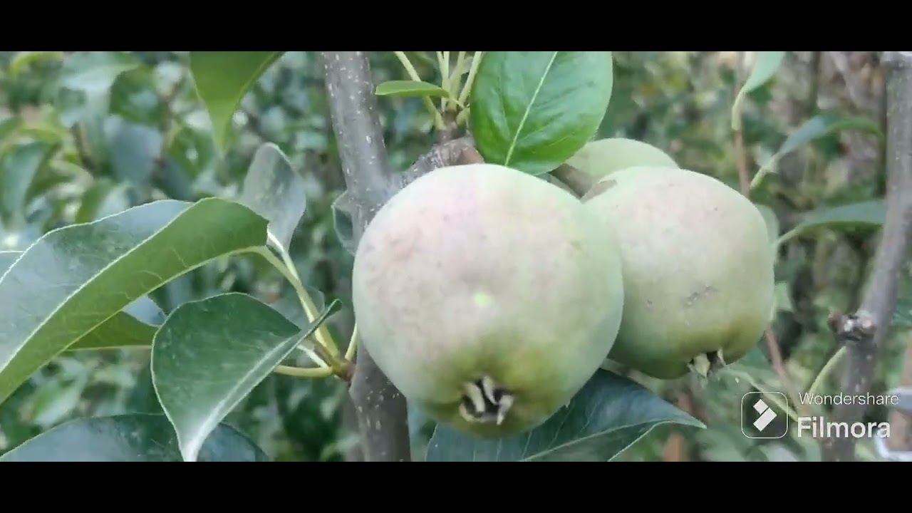 Pere de iarna