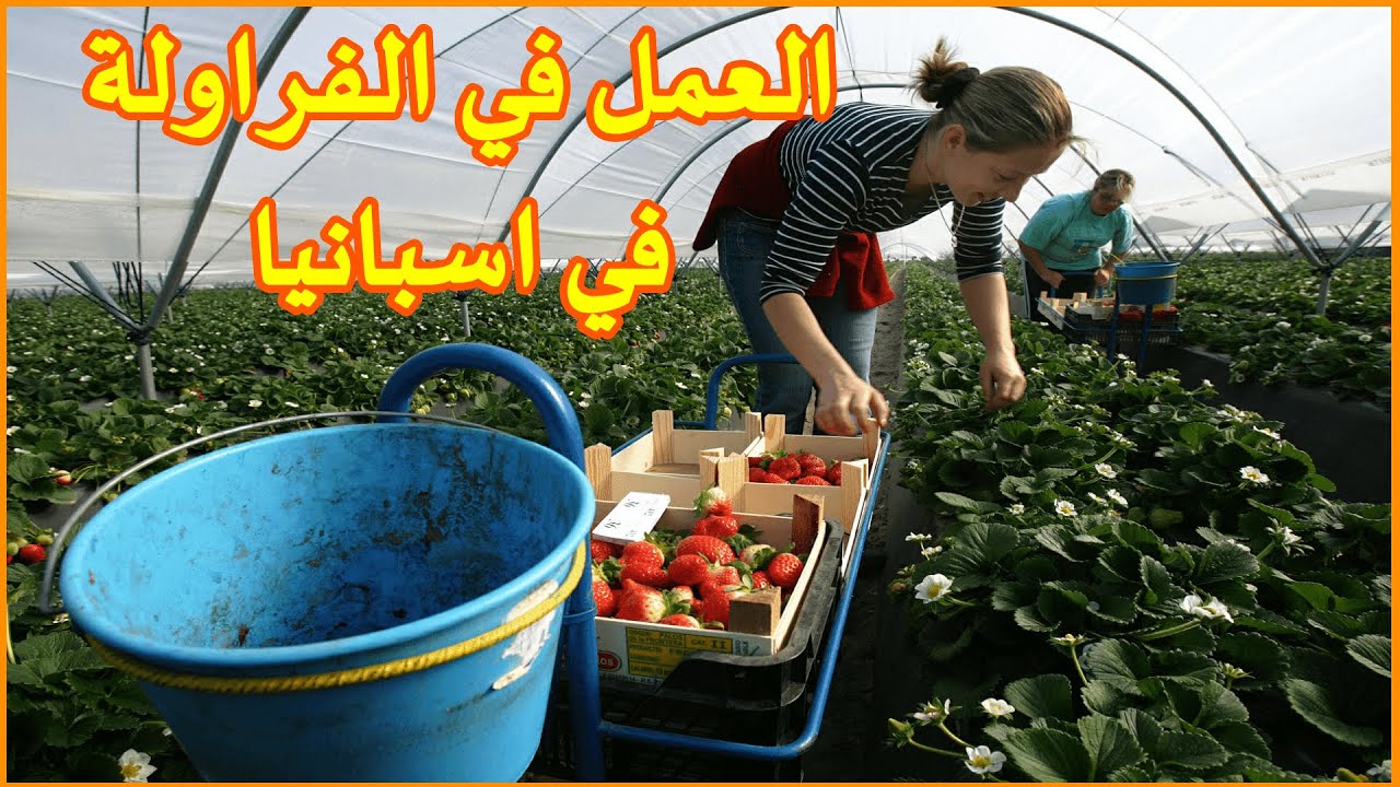 اجي تشوف كيفية جني الفراولة🍓 في حقول ويلبا الاسبانية🇪🇸. خصاص في اليد العاملة