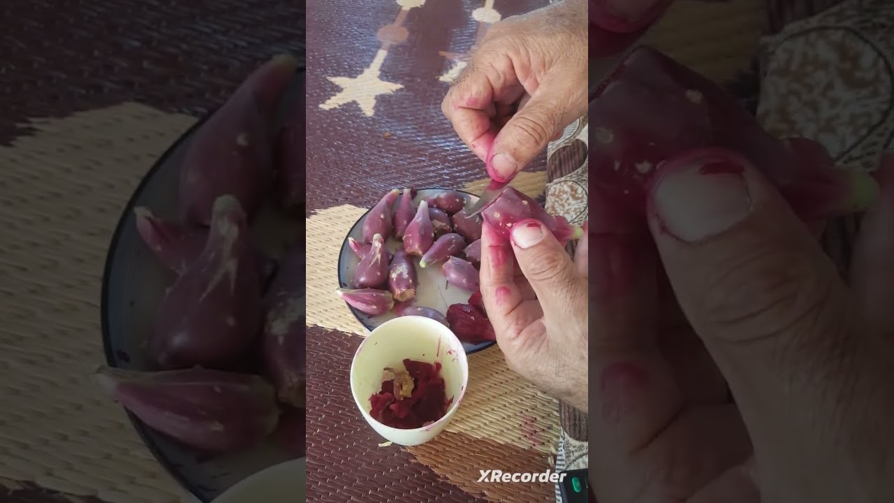 التين الشوكي الاحمر القرمزي العادي وغير المهجن جني الثمار