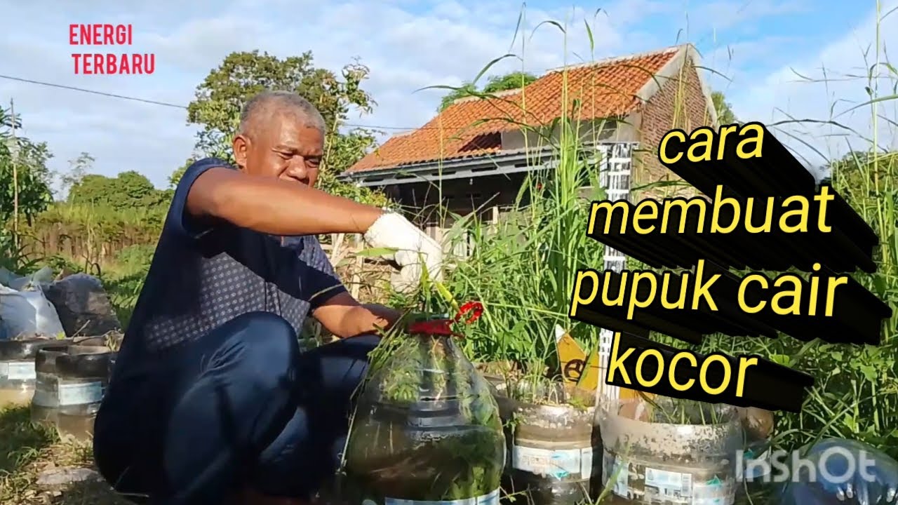 Cara membuat pupuk kocor