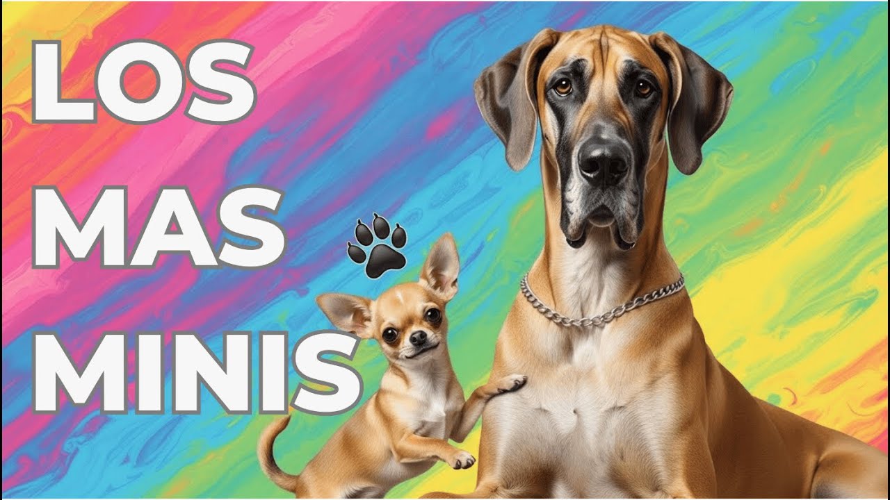 🐶 Los perros más pequeños del mundo... ¡pero con el ego más grande!