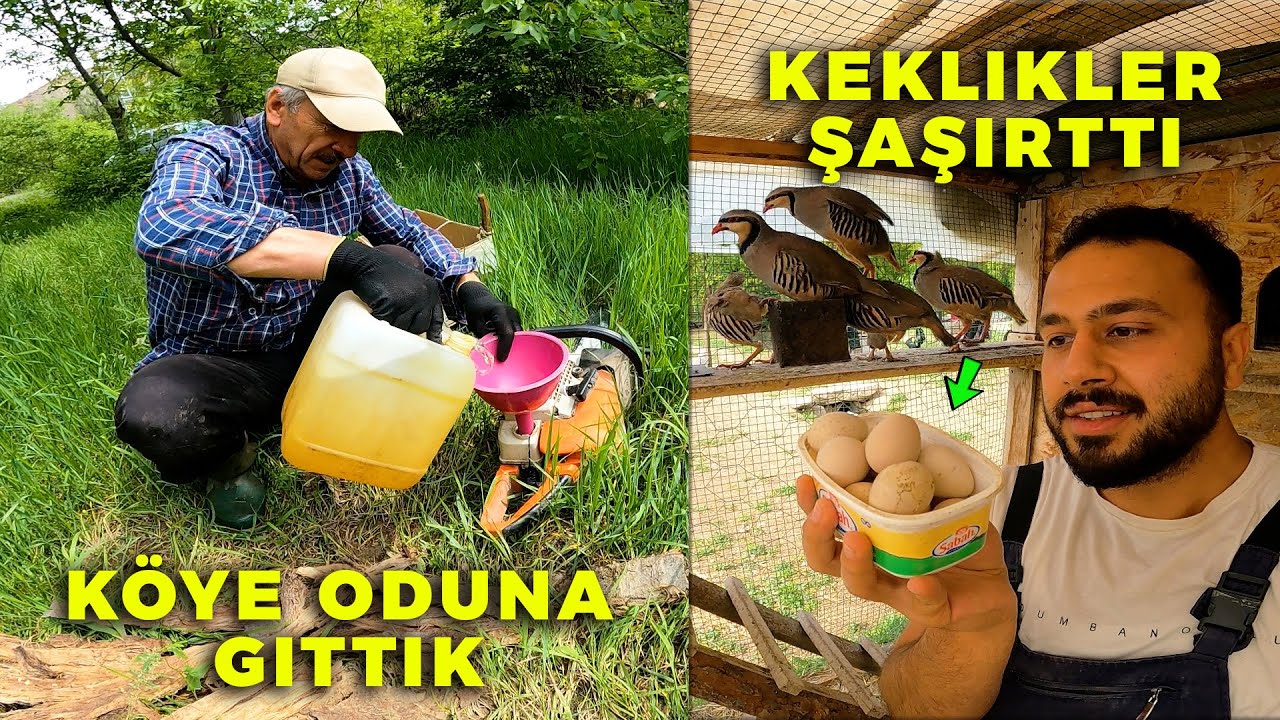 Kekliklerin Yaptığına Bak ! Tarihi Fırından Ekmek Aldık - Köye Odun Etmeye Gittik
