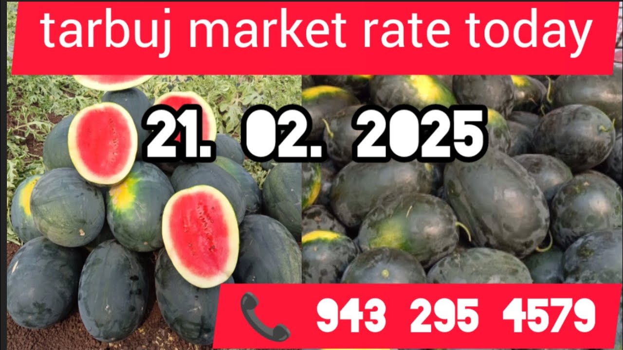 21 February 2025 tarbuj market rate today🍉🍉🍉watermelon today market rate