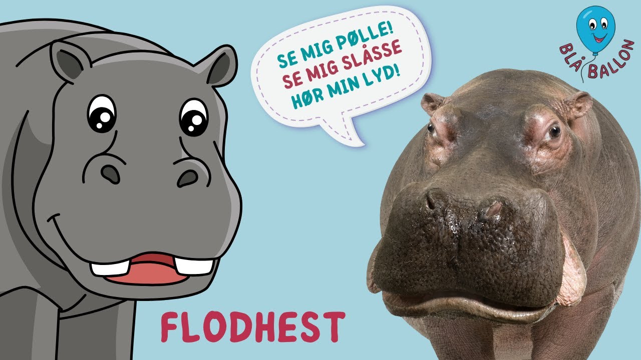 Sjov film om flodhesten for børn. Hør flodhestens lyd. Se flodheste slås og spise græs. Dyrefilm.