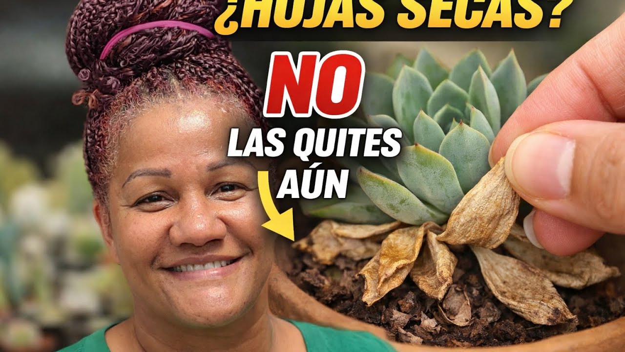 Hojas secas en suculentas: Cuando quitarlas y cuando NO | Reto Recuperando plantas 🌿