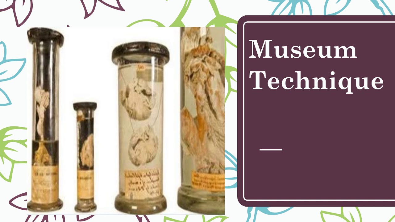 Museum Technique | Fully explained | By Medico Mam