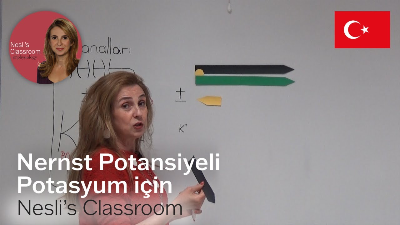 Potasyum için Nernst Potansiyeli