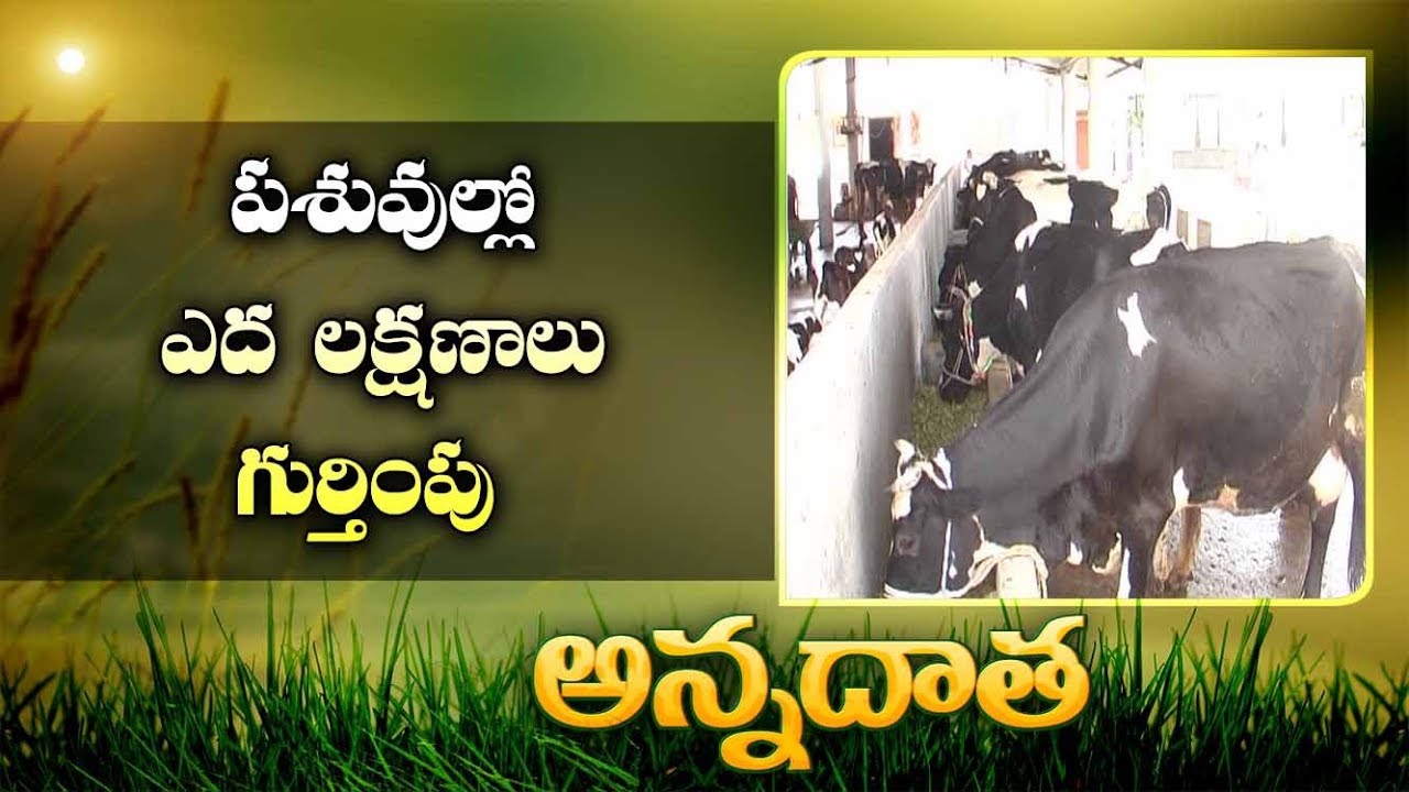 Reproduction Cycle In Cattle
