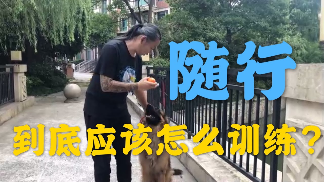 【养狗小白入门指南】爆冲？狗拉人？来看看随行到底应该怎么训练吧！