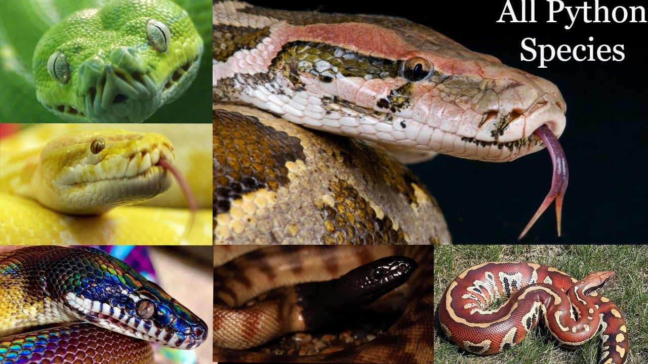 All Python species / types of python / different types of python / python snake