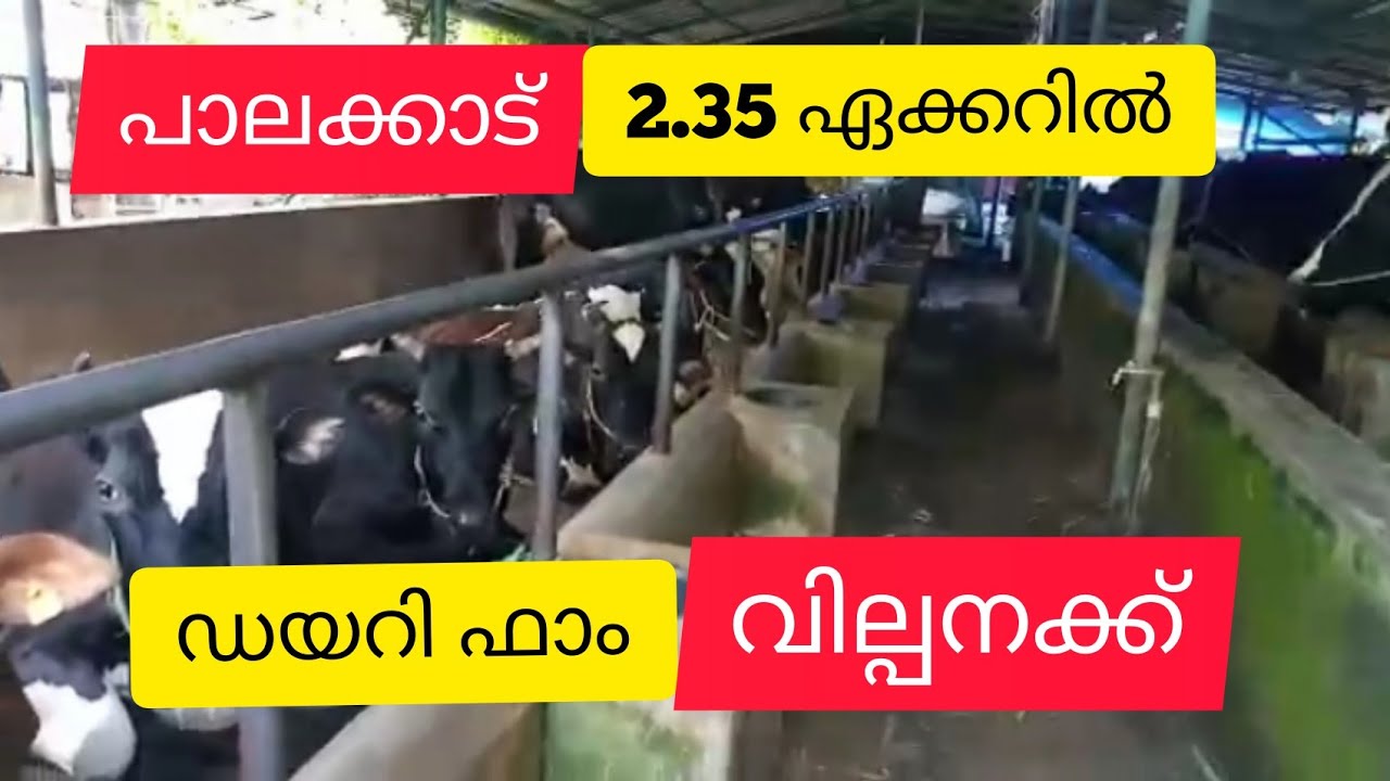 2.35 Acre Dairy Farm For Sale | Kerala | Palakkad | ഡയറി ഫാം വില്പനക്ക് (1.30 cr)