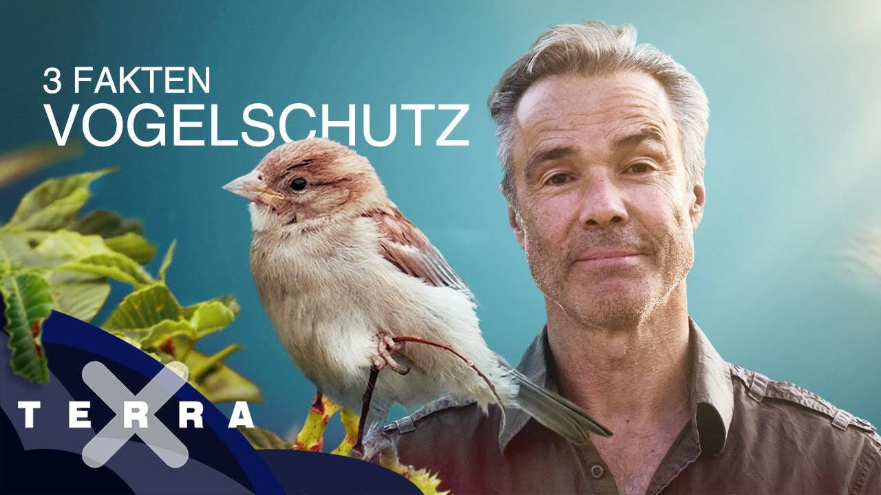 How to: 3 Fakten: wie geht Vogelschutz? | Hannes Jaenicke für Terra X