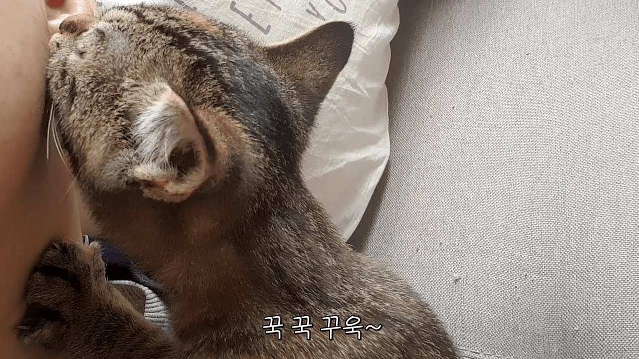 아기고양이가 귓볼에 쭙쭙이를 해줘요 (ft. 펫밀크)