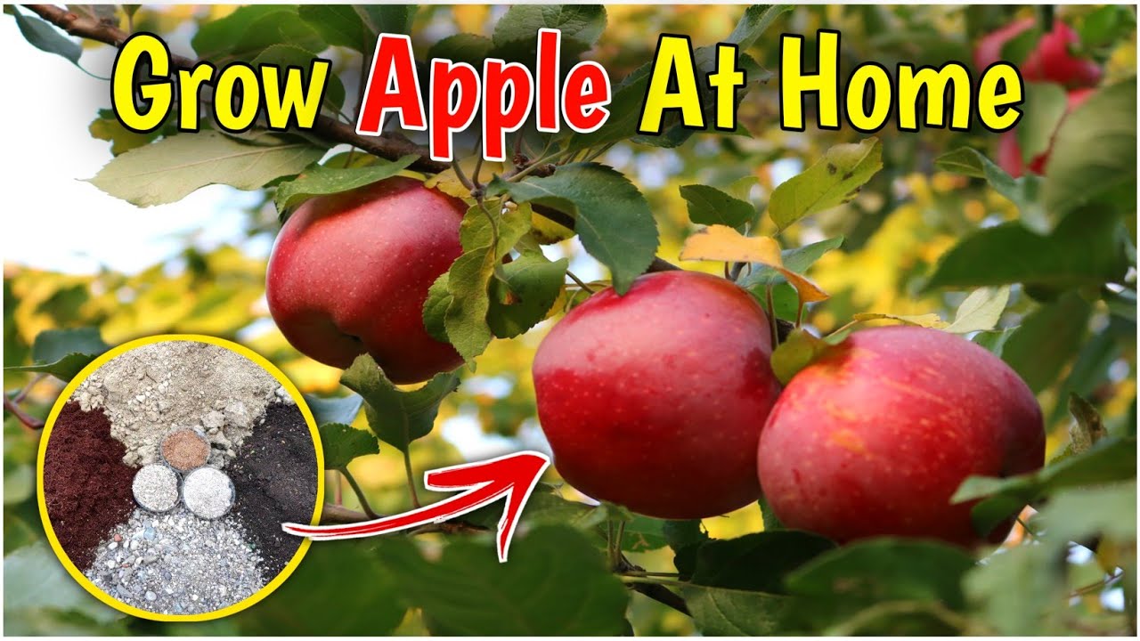 How To Grow Apple Plant At Home In Pot (IN HINDI) Best Soil For Apple Plant & Apple Plant Care Tips