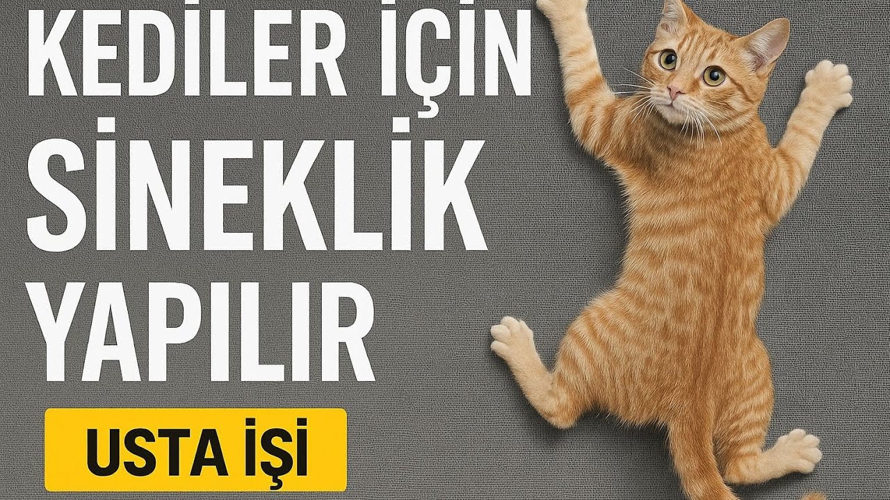 KEDİ SİNEKLİĞİ NASIL YAPILIR.Bu Sineklik Hayat Kurtarıyor!.