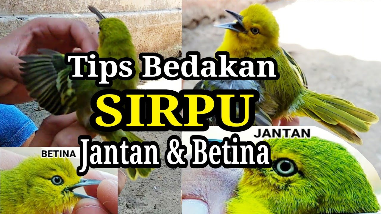 Cara Membedakan Cipow/Sirtu/Sirpu JANTAN & BETINA