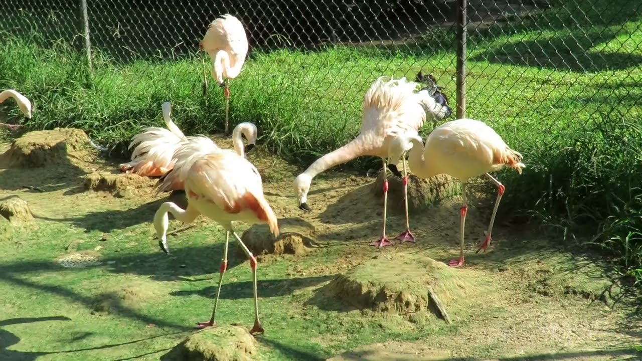 Chilean Flamingos Vocalize by Mud Nests,  Lesser Flamingos Forage in Pond! Sylvan Heights Bird Park