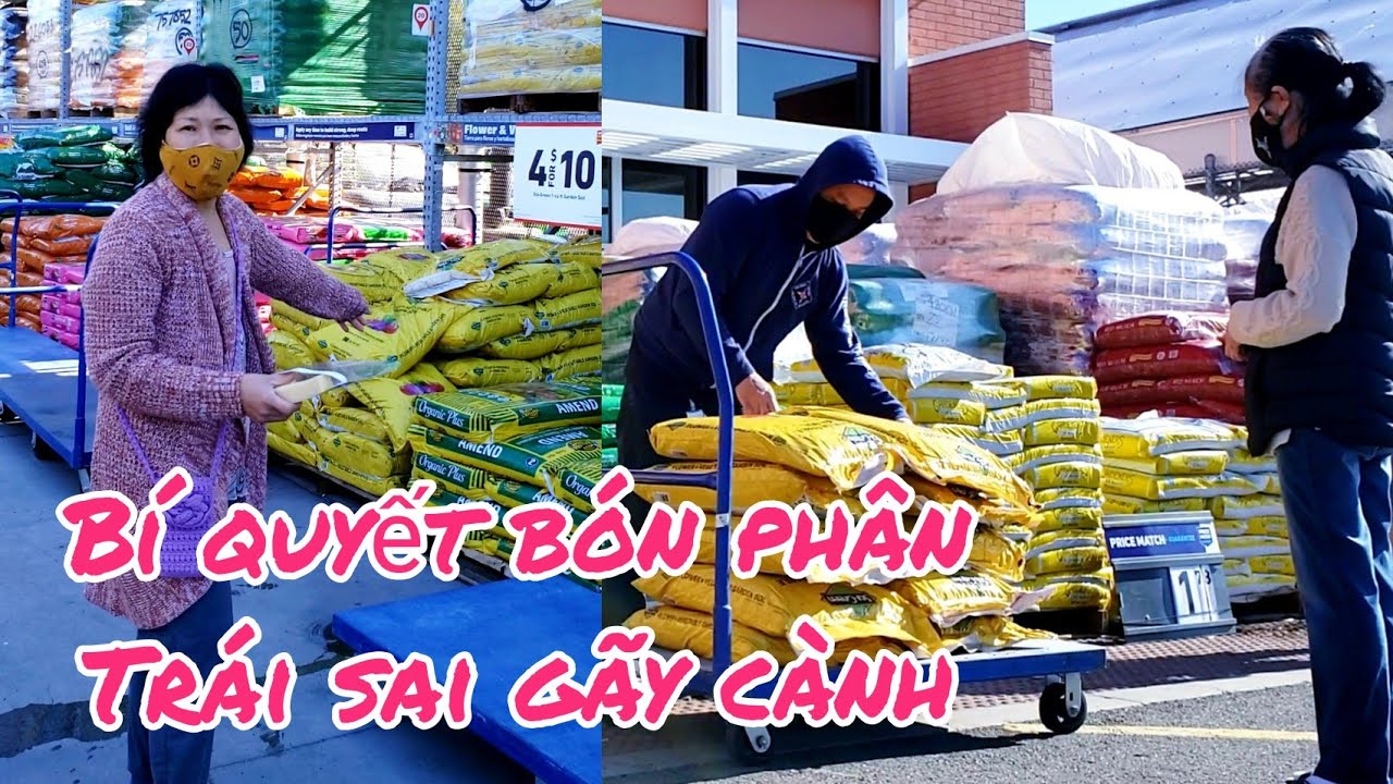 Bí quyết dùng phân bón này cây cho TRÁI trĩu cành, rau cải xanh tốt - người Việt ở Mỹ