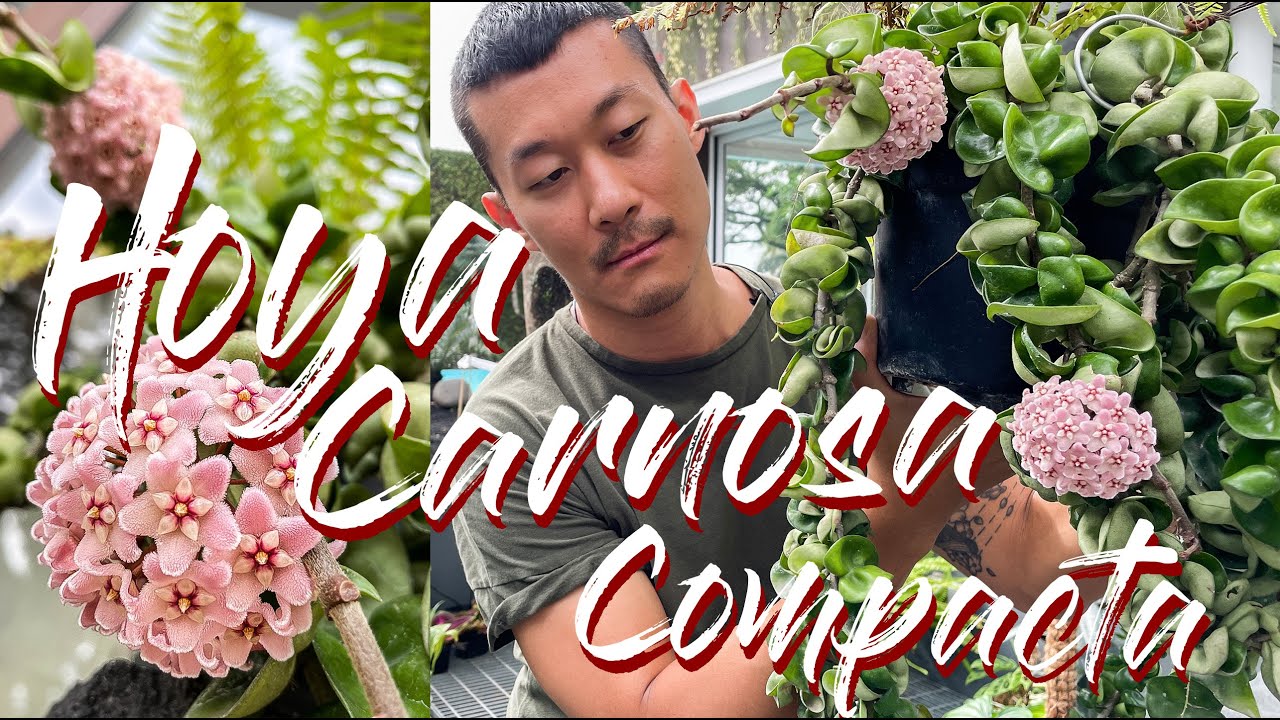 Hoya Carnosa Compacta 'hindu rope' care and propagation
