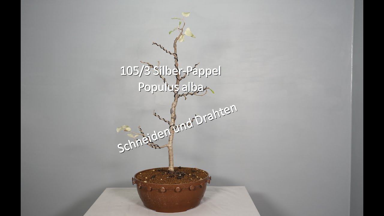 105/3 Silber-Pappel - Populus alba