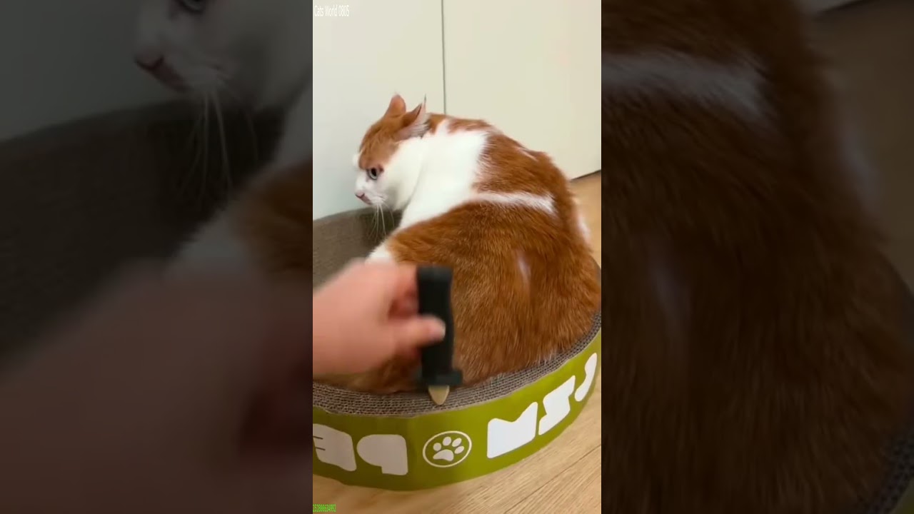 Cute Cats 😅 Cat Fight 🙀 # 