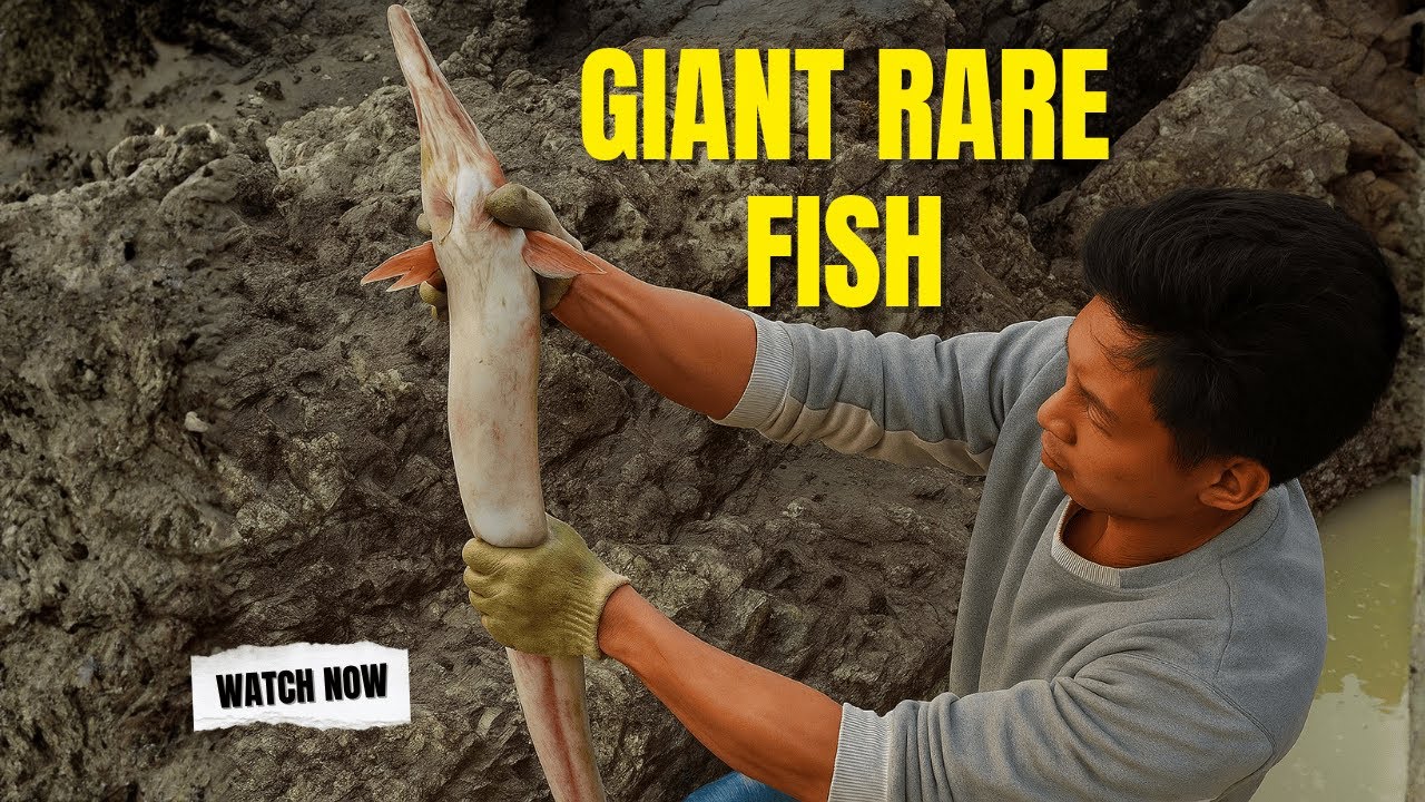 Using A Chicken As Bait Catching A Giant Rare Fish