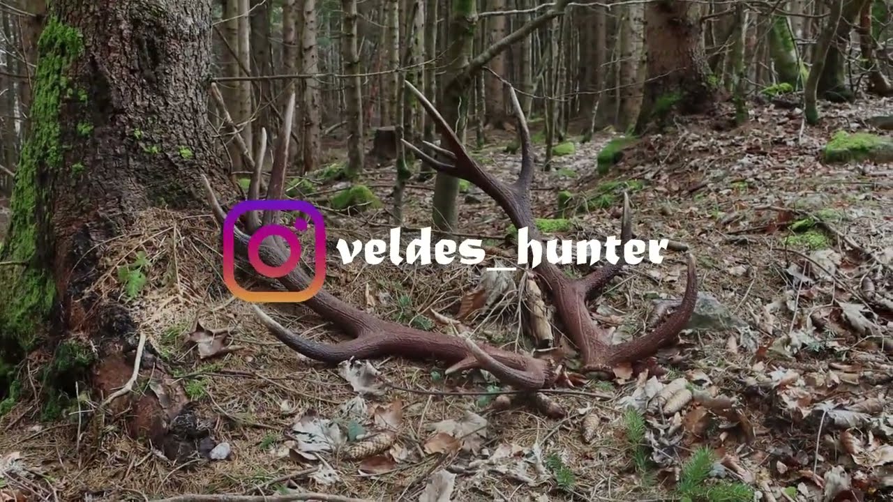 Shed hunting 2025, Episode 03 (Slovenia) - Three browns!/Piekny kapitalny 14stak 5,15kg/Zrzuty/Zhody