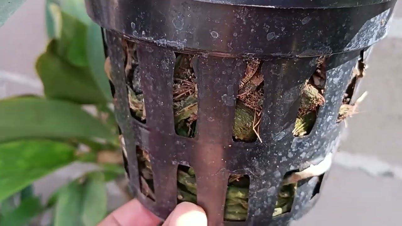 Meu Mine orquidário.sonhobrealizado
