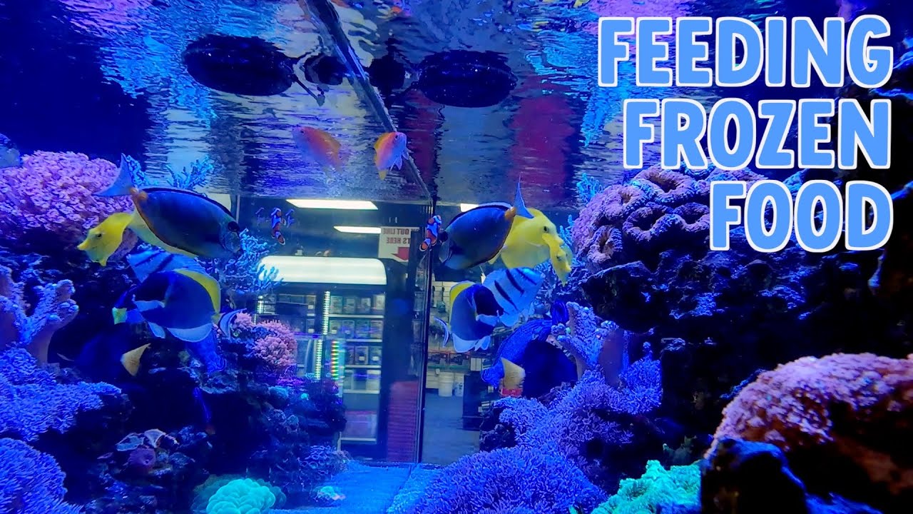 HOW TO FEED YOUR FISH FROZEN FOOD | SAN FRANCISCO BAY BRAND | INNOVATIVE MARINE