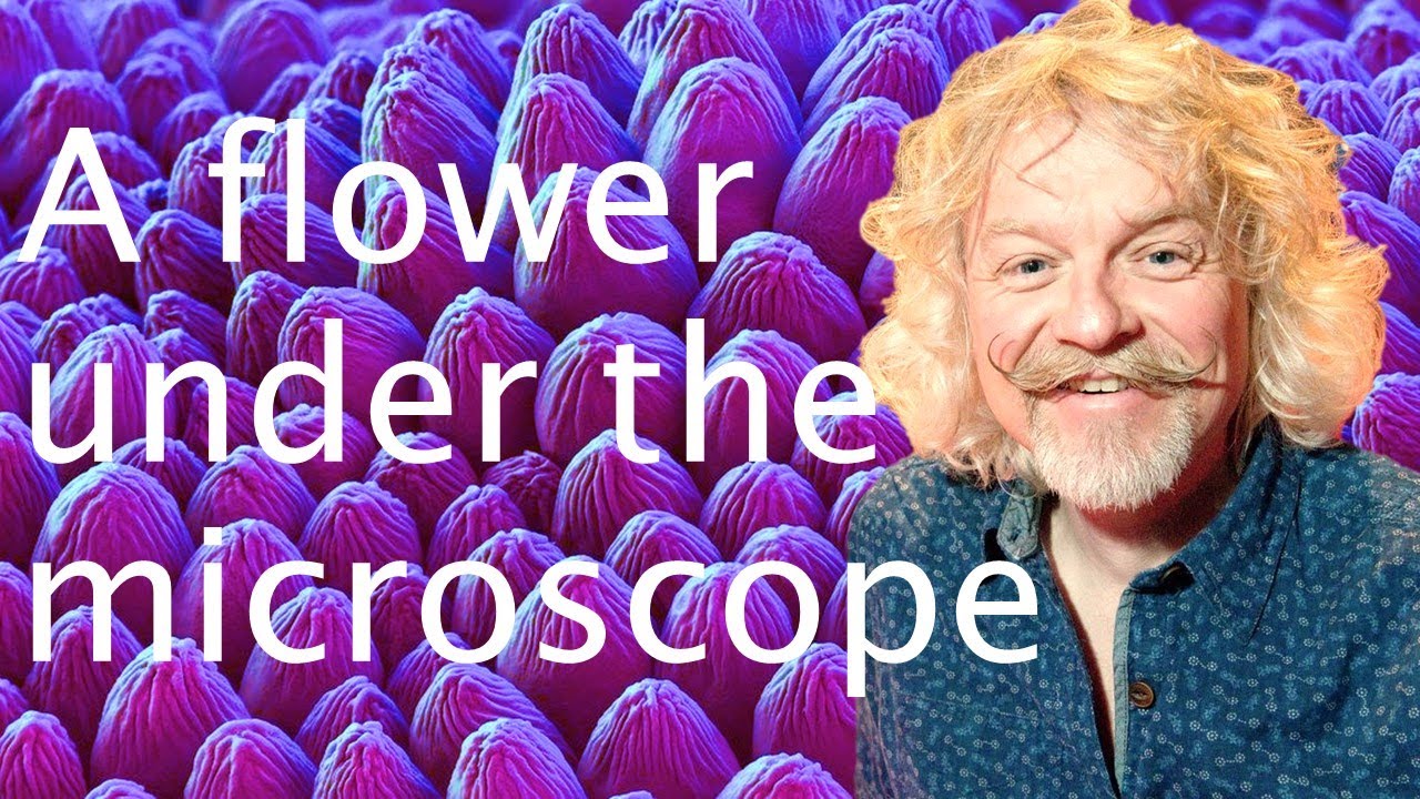 An iridescent hibiscus flower under a microscope - Dr Marty Jopson