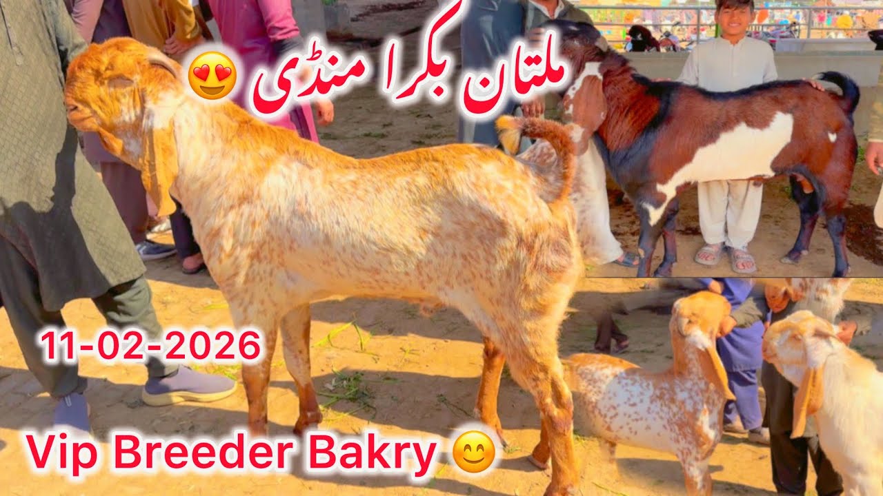 Bakra Mandi Multan 2026 | Fresh Stock + Rate Check | Zabardast Animals