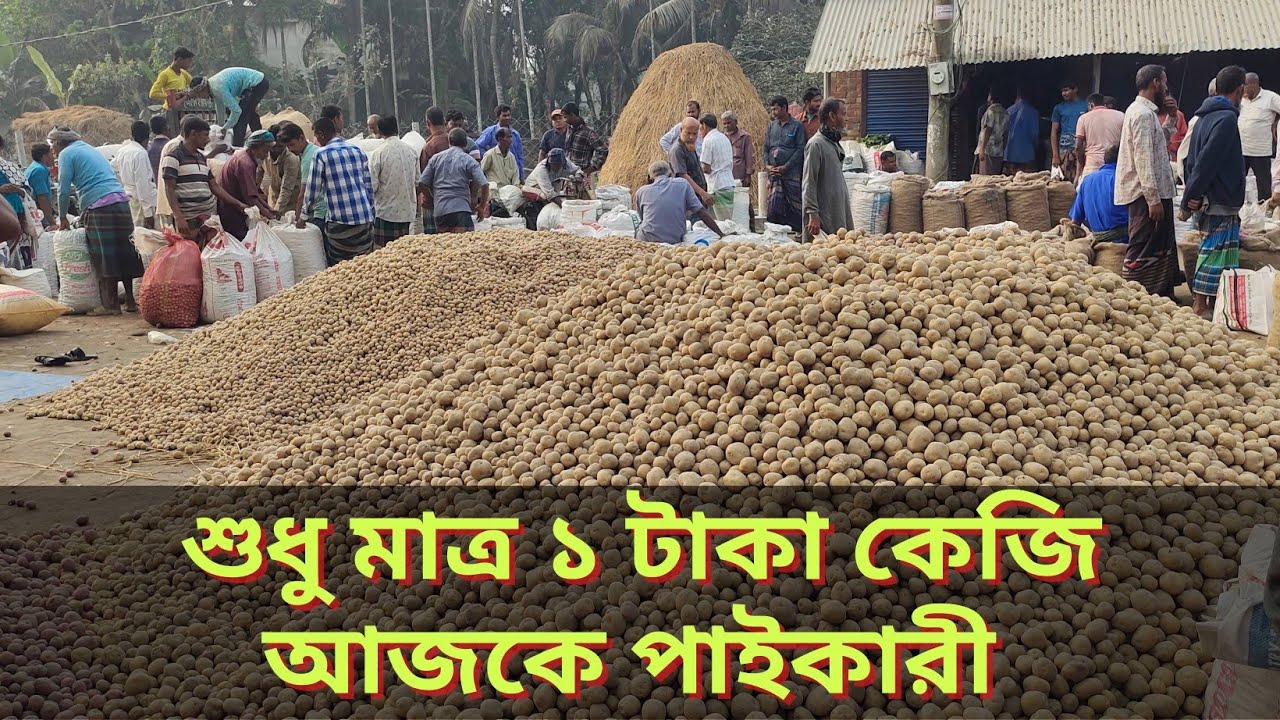 আজকে মাত্র ১ টাকা কেজি পাইকারি। তবুও কেনার মানুষ নাই নওগাঁর হাটে। 