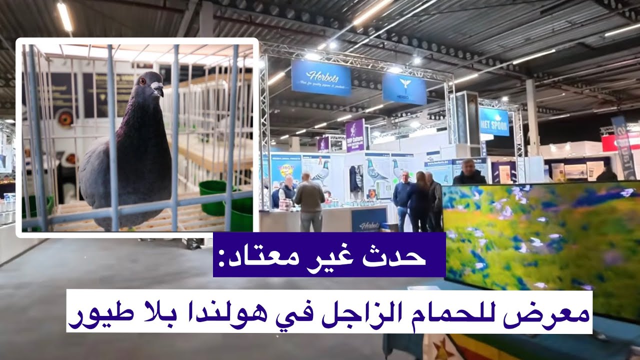 إنفلونزا الطيور تغيّر تقاليد معرض الحمام الزاجل في هولندا 