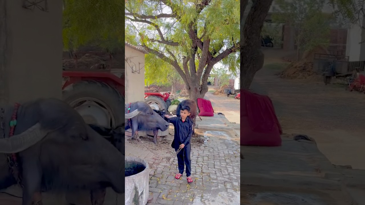 Mhari Dhani🥰 #shortvideo #villagelife #desilife #viralvideo #trending #shorts