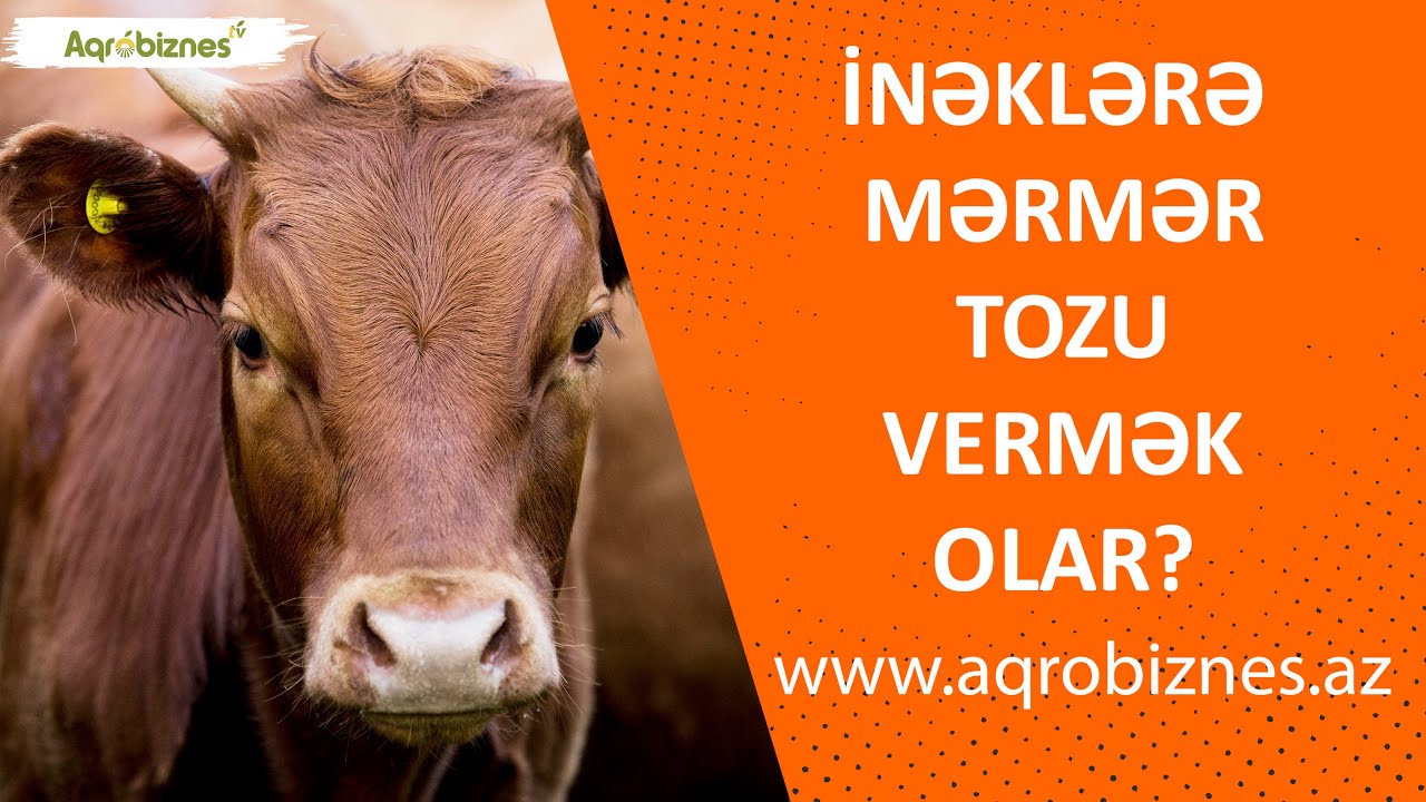İnəklərə mərmər və şəkər tozu vermək vacibdir?