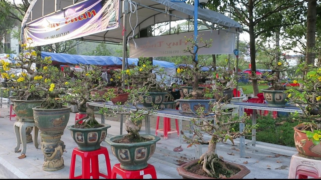 D&agrave;n mai bonsai đẹp đẳng cấp tại chợ hoa Quy Nhơn B&igrave;nh Định