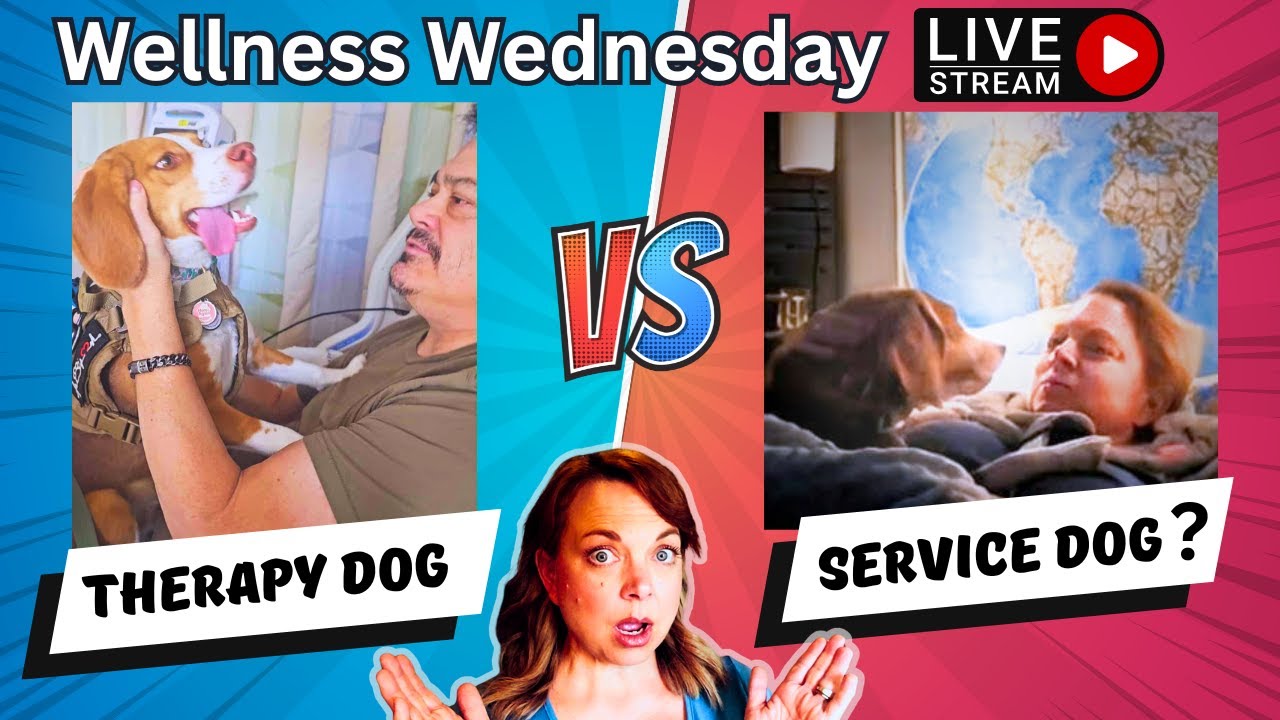 Therapy Dog vs Service Dog: Our Real Training Journey LIVE Q&A