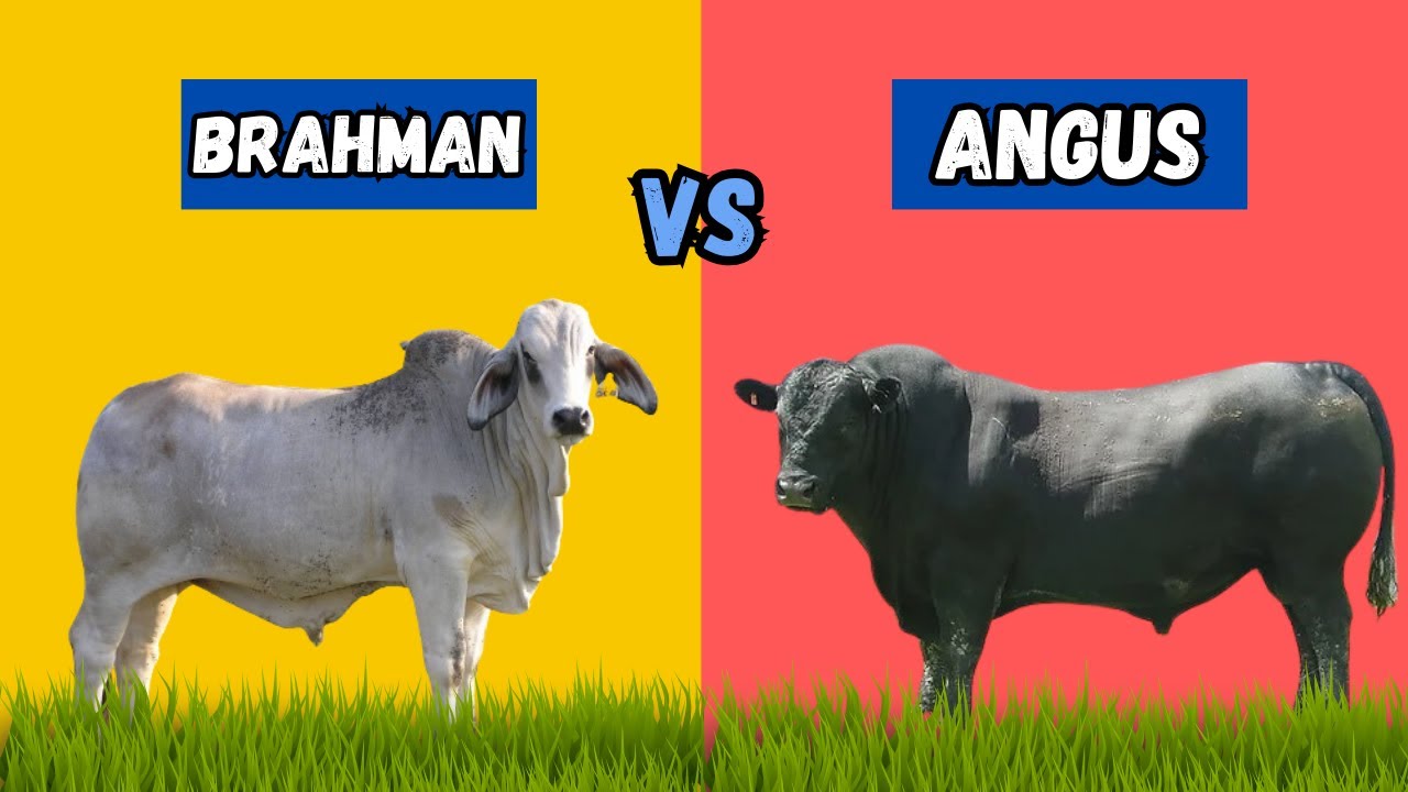 Brahman vs Angus the Best Cattle for Meat Production
