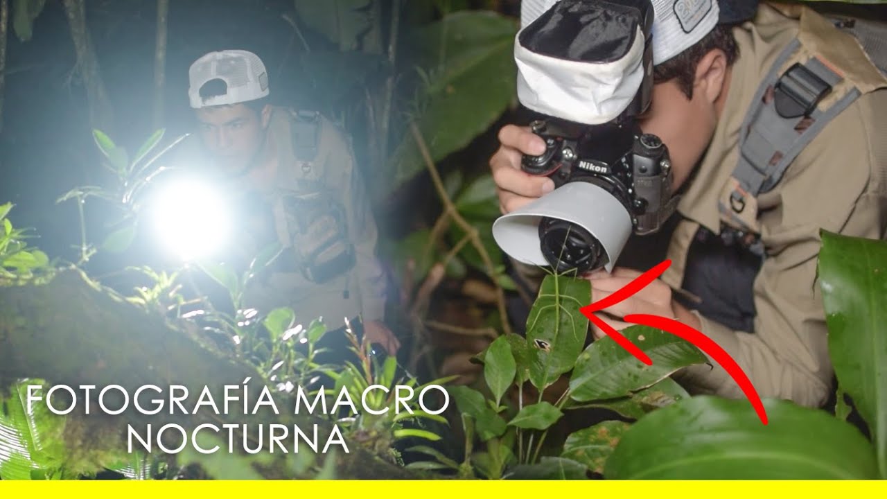 FOTOGRAFÍA MACRO de NOCHE en la Selva | Costa Rica 🌘