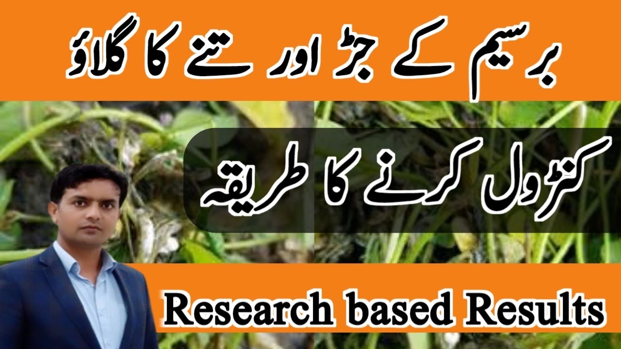 Easy Solution to Save Your Berseem Crops! TrichoShield Beats Root and Collar Rot