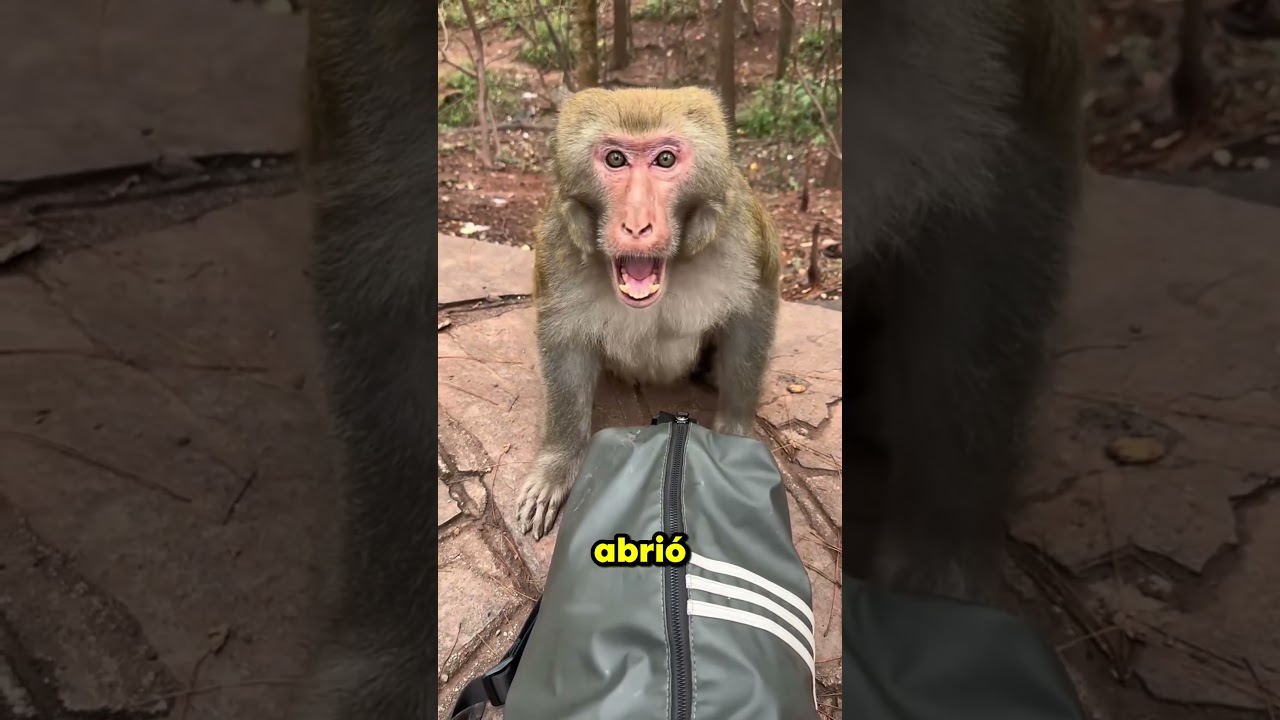 El Mono Rob&oacute; Toda Su Comida 😲