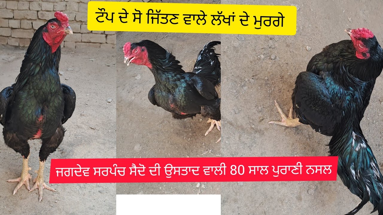 ਜਗਦੇਵ ਸਰਪੰਚ ਸੈਦੋ ਸੁਪਰ ਸਟਾਰ ਮੁਰਗਬਾਜ