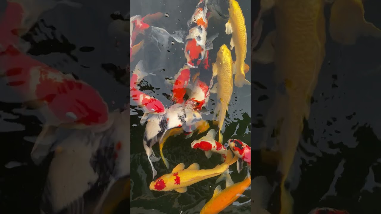 Give Koi fish food 