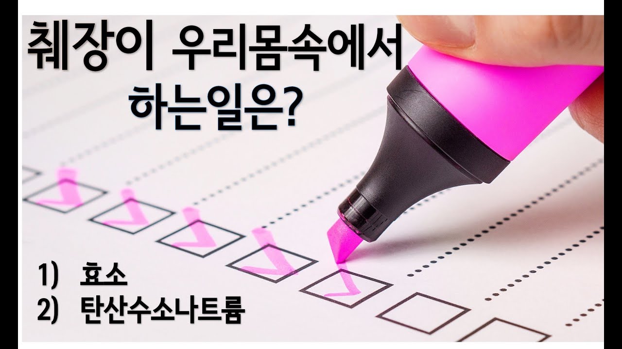 췌장은 우리몸속에서 무슨일을 하는가