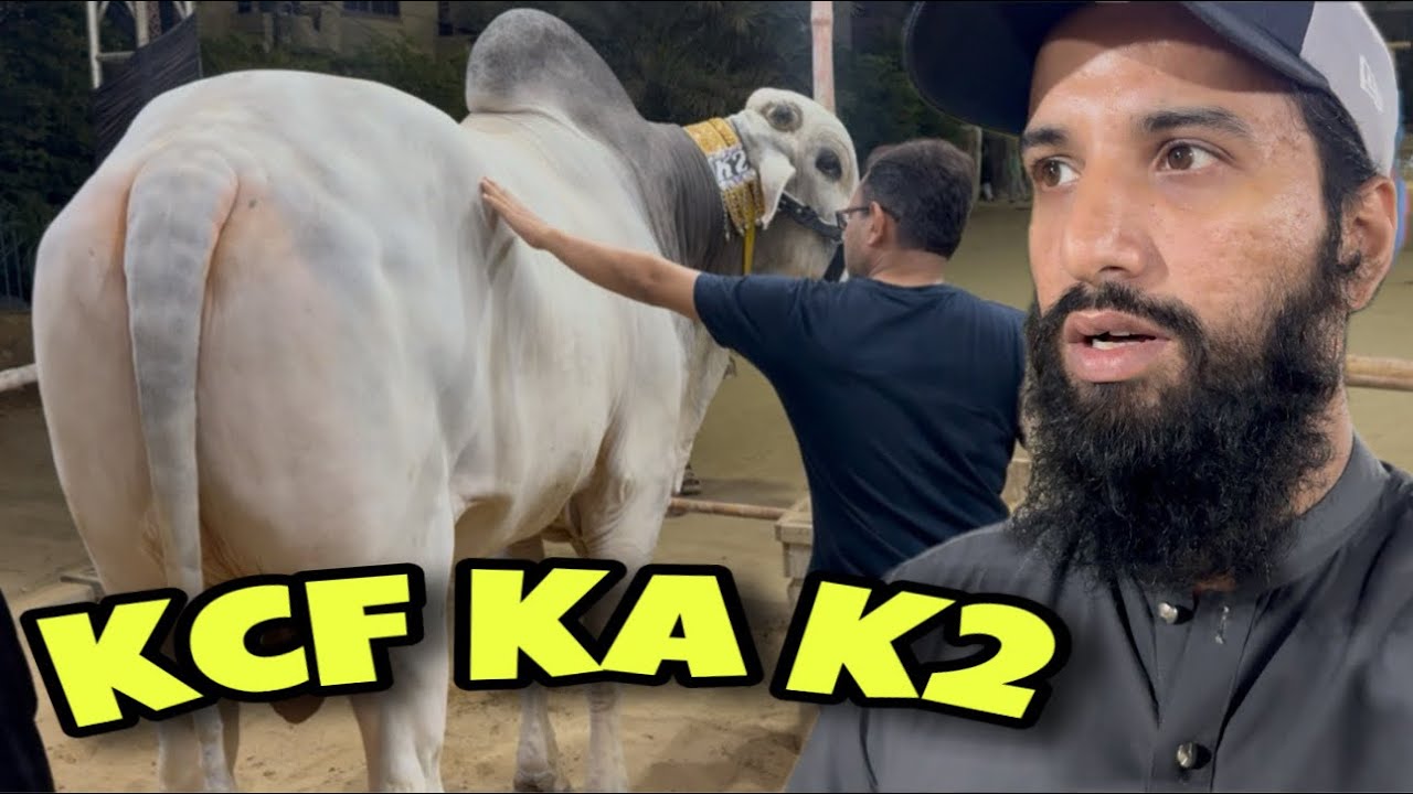 Karim’s Cattle Farm K “K2” Ki Story ‼️ | AR Maani