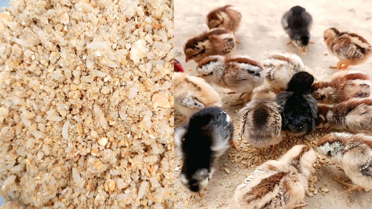 We Tested High Protein Feed for Chicks