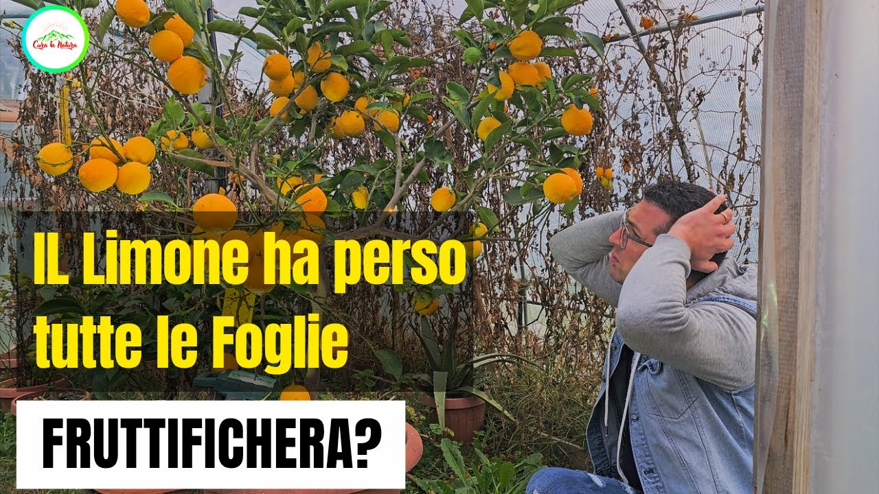 LIMONE SENZA FOGLIE FRUTTIFICHERÀ? COSA DEVI FARE?