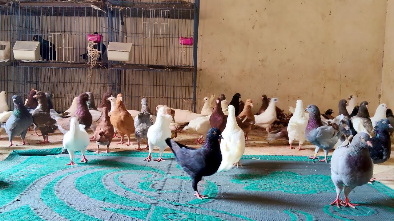 افتتاح معرض🥰 جديد لعم ابراهيم الشوحي مجموعه حمام كينج وروماني ولاحم01111524190#العناني 